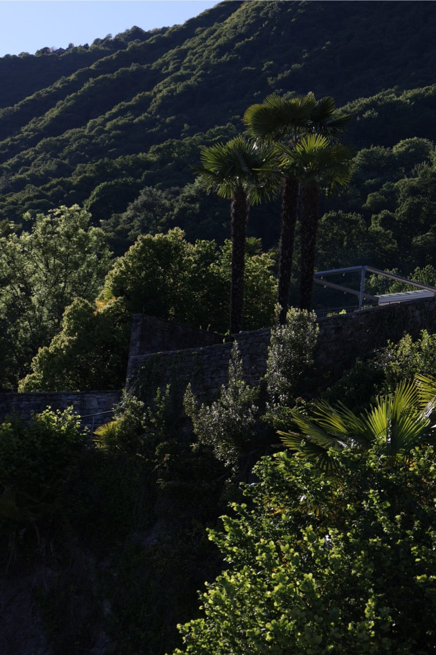 palme und landschaft tessin
