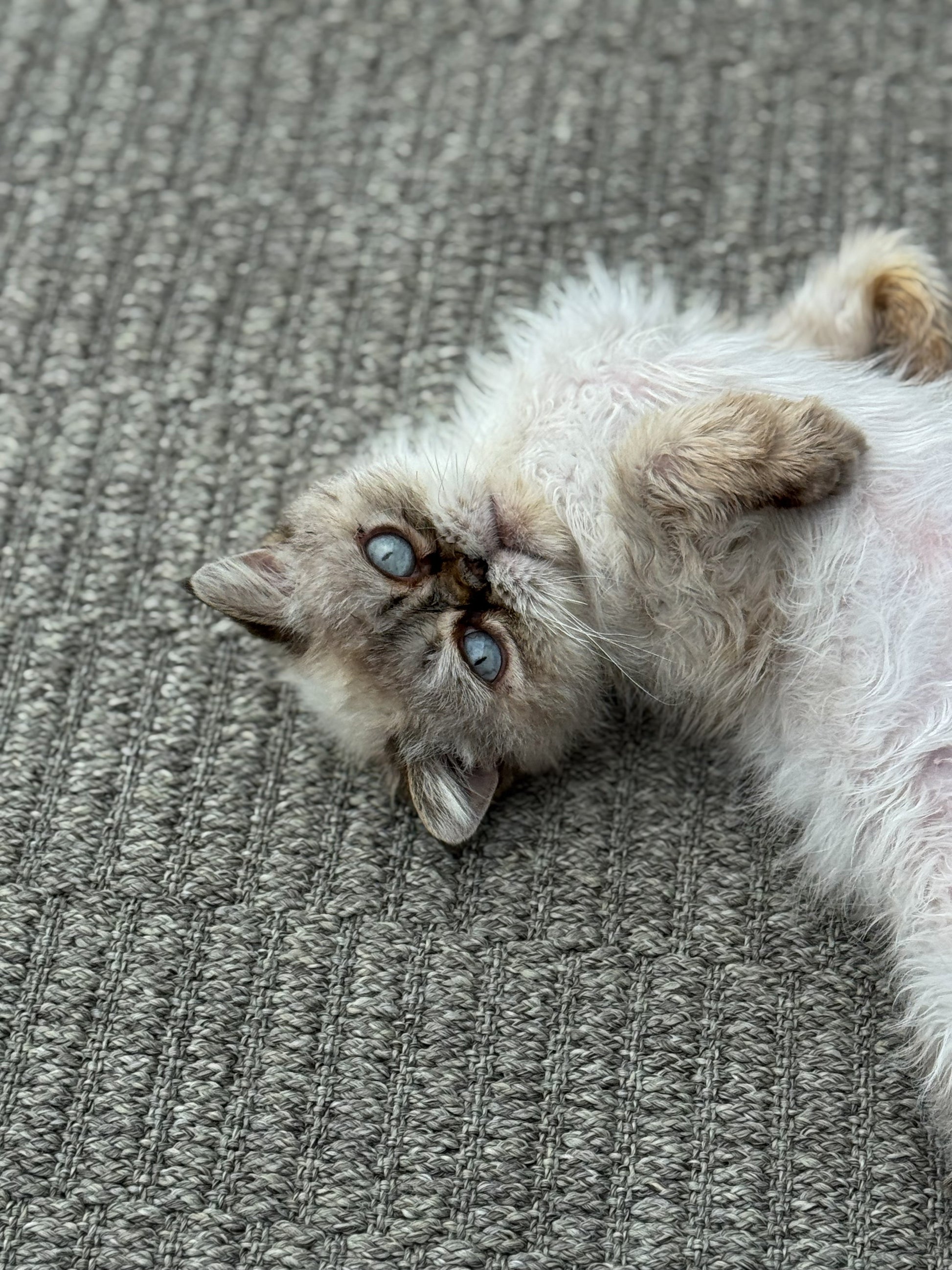 Teppich nahaufnahme , struktur grau und katze auf dem teppich 