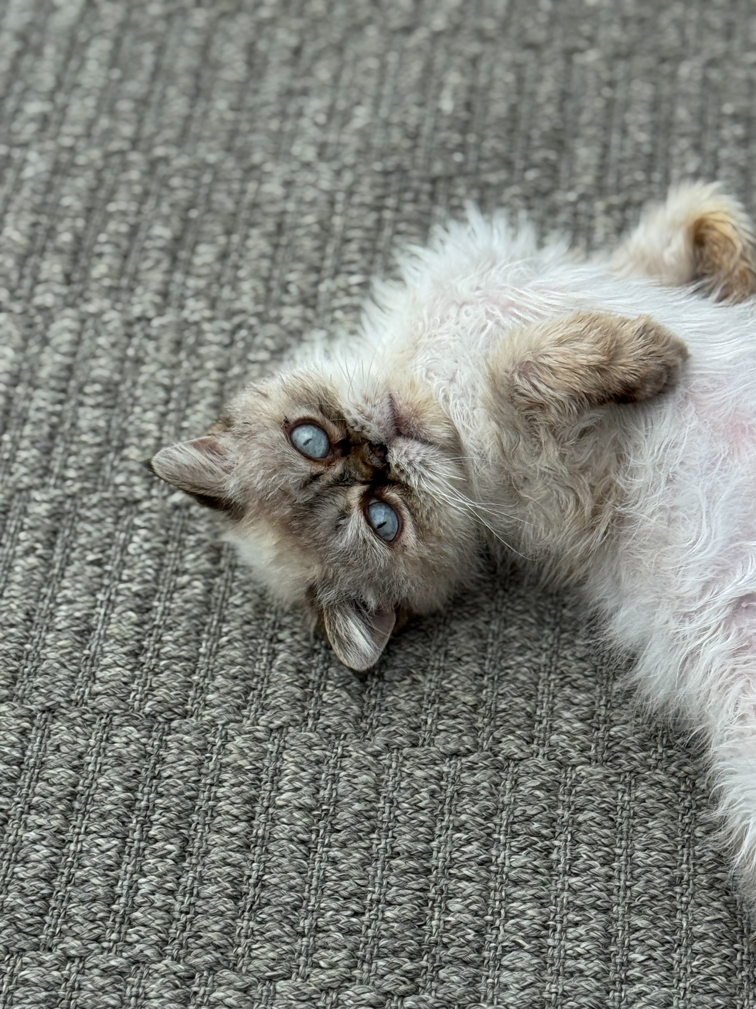 Teppich nahaufnahme , struktur grau und katze auf dem teppich 