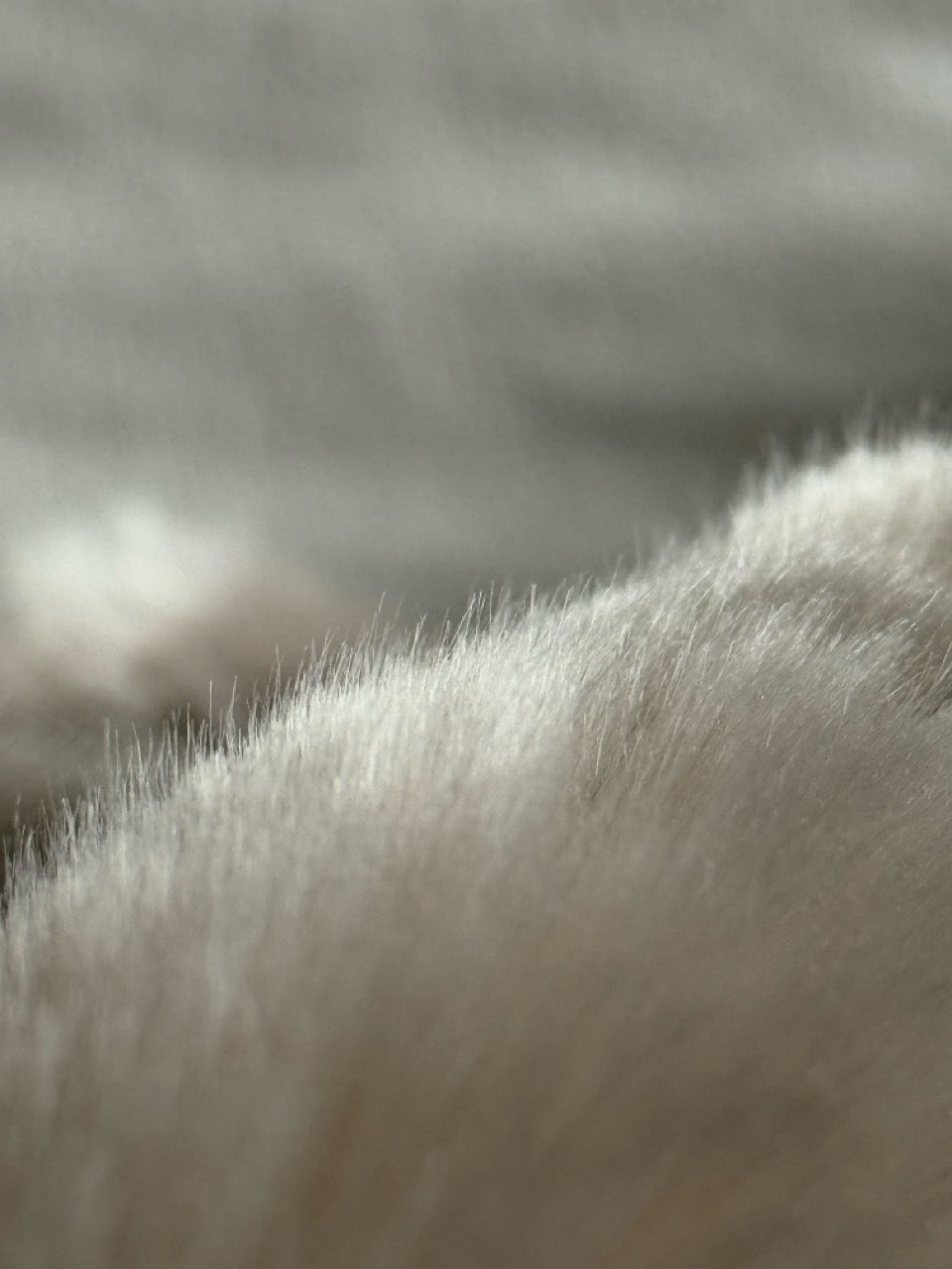 Kunstfell - Kissen Seal - Martin Gabriel - Kissen - Martin Gabriel