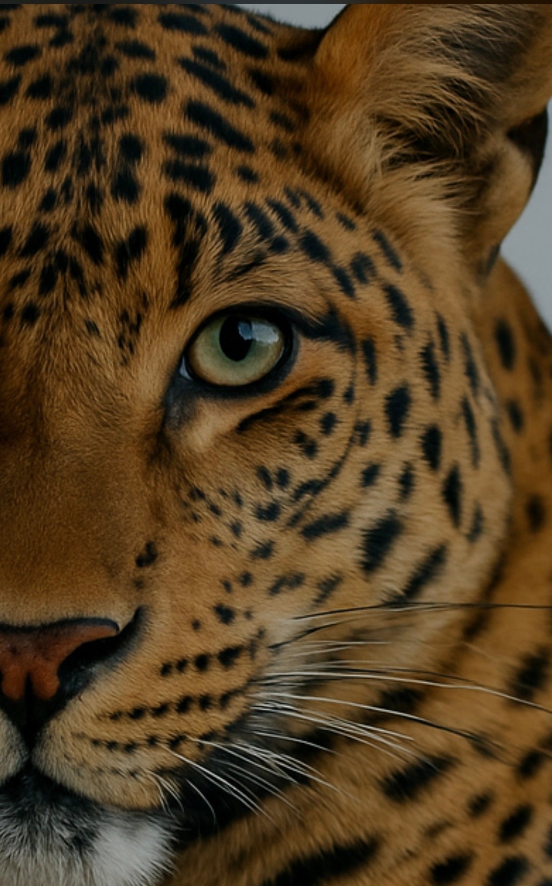 Symbolische Darstellung: Leopard auf Sofa, inspiriert vom Leopard-Dekokissen-Design von Martin Gabrie